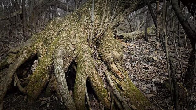 Large Tipped Over Tree Still Growing with Massive Roots On the Forest Floor. Beauty in Nature. Boxelder Tree Trunk.