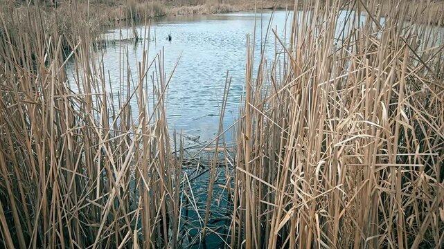 marshy landscape with tall, dried reeds. crucial habitat environment. hydrology, flood mitigation, and urban planning background video.