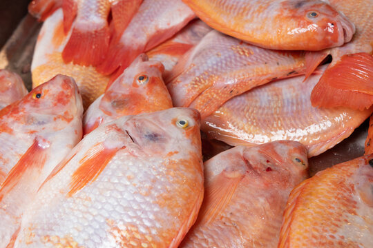Red tilapia or red mojarra (Oreochromis) Fresh fish piled up in the market square