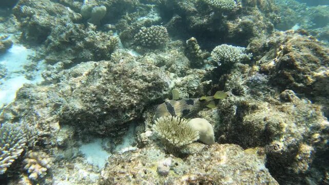 The black-blotched porcupinefish (Diodon liturosus), also known as shortspine porcupinefish, is a member of the family Diodontidae. It is found in the tropical and subtropical waters of the Indo-Pacif