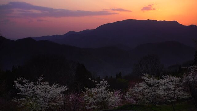 高照山さくらの里の桜林と聖山と朝焼け