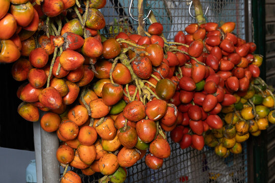 Bactris gasipaes - Chontaduro tropical fruit of high nutritional value