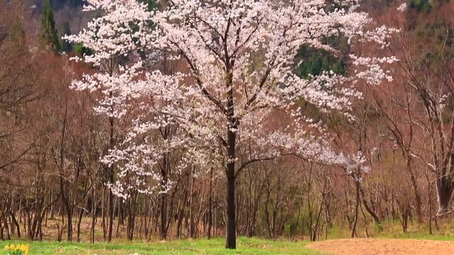 桜仙峡の桜
