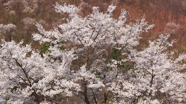 陸郷の山桜と爺ヶ岳