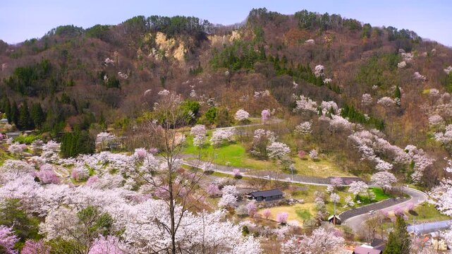 陸郷の山桜と爺ヶ岳