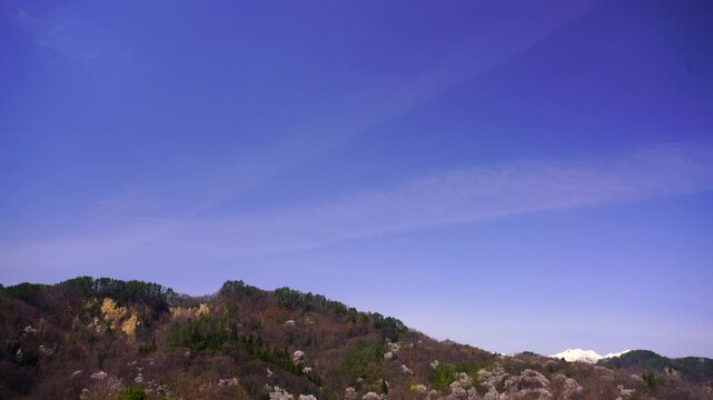 陸郷の山桜と爺ヶ岳