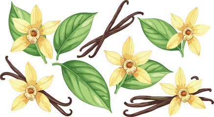 Obraz premium Vanilla Flowers and Pods Vector Set for Natural Aromatherapy, Fragrance, and Spice Product Designs