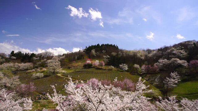 風渡る陸郷の山桜