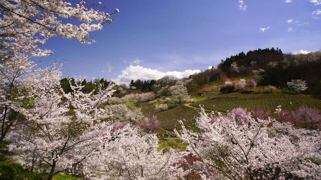 風渡る陸郷の山桜