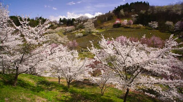 風渡る陸郷の山桜