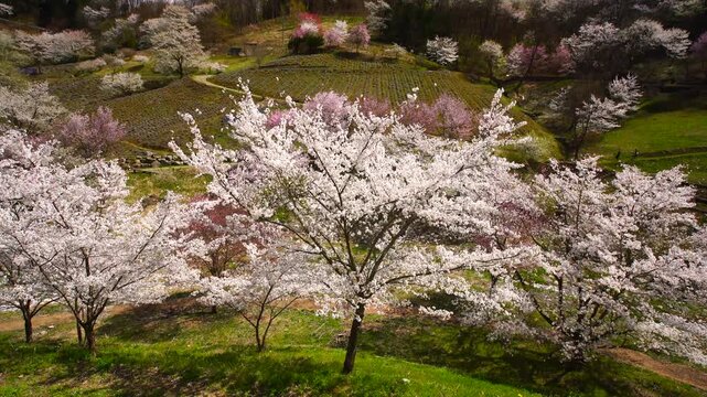 陸郷の山桜