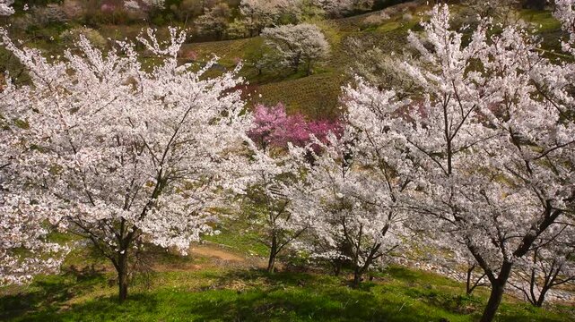 陸郷の山桜と赤い屋根の民家