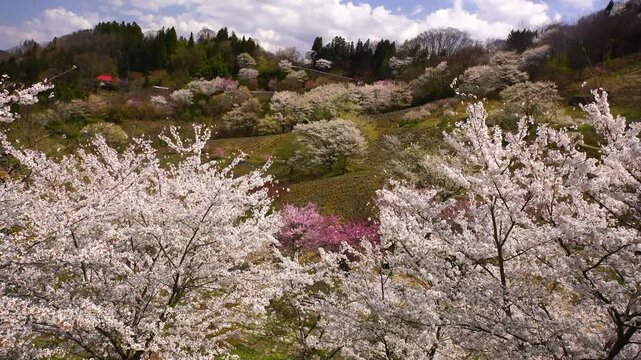陸郷の山桜と赤い屋根の民家