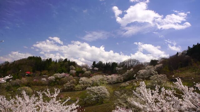 陸郷の山桜と赤い屋根の民家