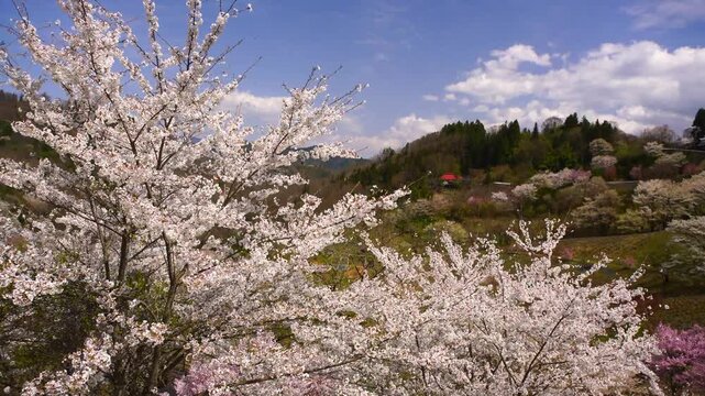 陸郷の山桜と赤い屋根の民家