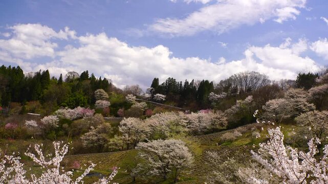 陸郷の山桜と赤い屋根の民家