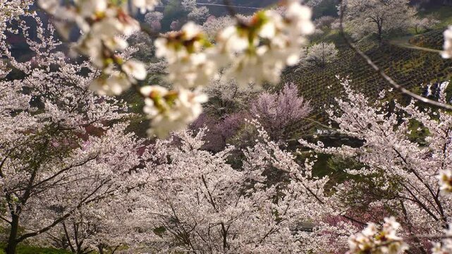 陸郷の山桜のアップ