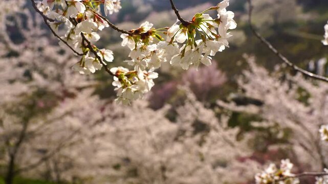 陸郷の山桜のアップ