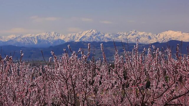 アンズの花と北アルプスの山並み