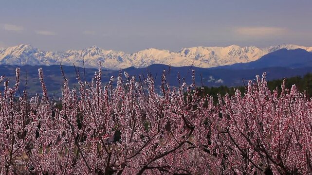 アンズの花と北アルプスの山並み
