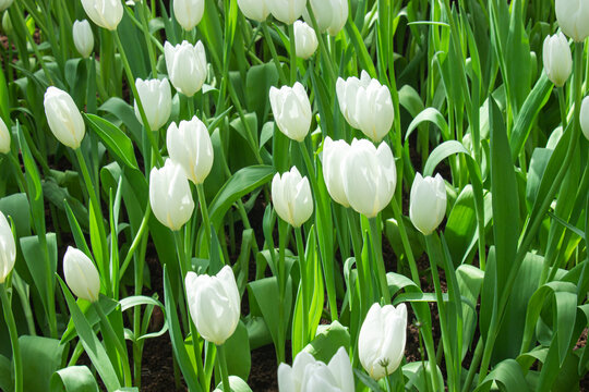 Beautiful white tulips are blooming profusely in a garden with green leaves as a backdrop.