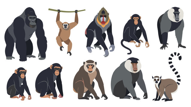 Set of various primate illustrations including a gorilla, orangutan, mandrill, chimpanzee, and lemur species isolated on a clean white background.