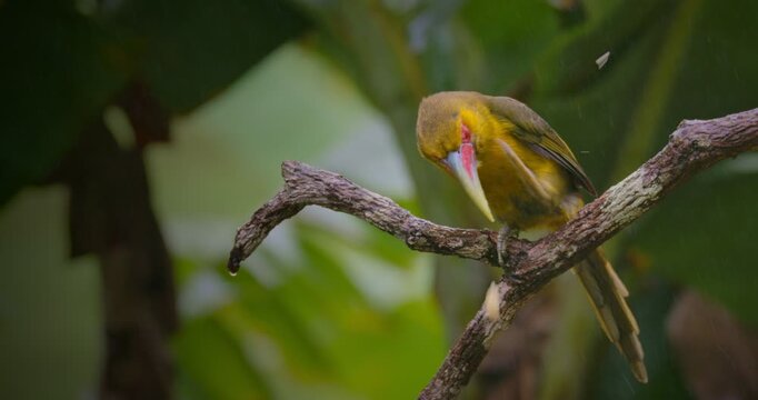 Saffron Toucanet Scratching While Perched on Branch in Rainforest Rain &ndash; Tropical Bird Behavior Close-Up