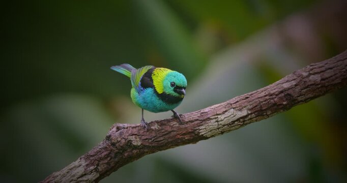 Green-headed tanager Close-Up Perched on Branch and then flying away in Tropical Rainforest