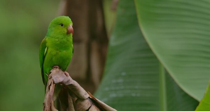 Plain Parakeet (Brotogeris tirica) Close-Up Sitting on Banana Tree Branch in Tropical Rainforest