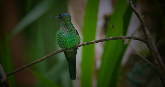 Thalurania glaucopis (Violet-capped woodnymph) Scratching While Perched on Branch in Rainforest - Tropical Bird Behavior Close-Up