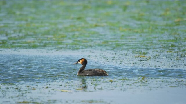 Great-crested grebe, Podiceps cristatus, cleaning its plumage. 