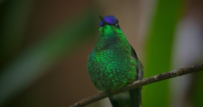 Thalurania glaucopis (Violet-capped woodnymph) Scratching While Perched on Branch in Rainforest - Tropical Bird Behavior Close-Up