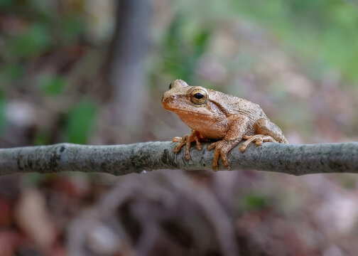 Spring Peeper (Tree Frog)