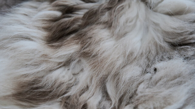 Close-up of beige and brown cat fur texture as a soft natural background