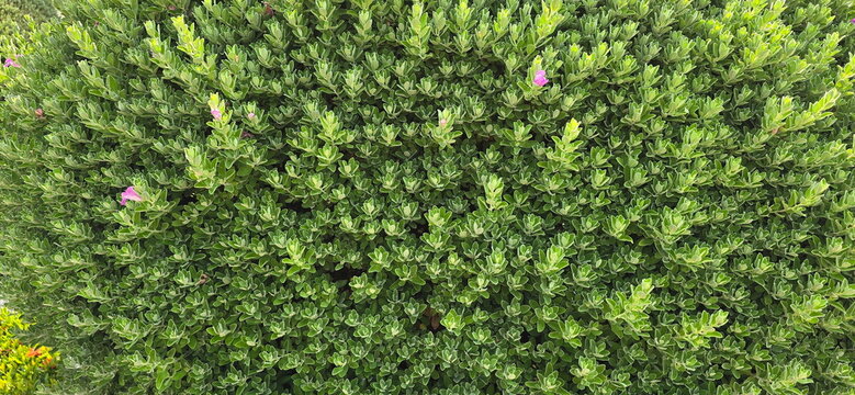 Neon plant, Texas Ranger: Features soft, grayish-green leaves with downy hairs and produces beautiful purplish-pink flowers year-round. Barometer Bush: Blooms profusely after rainfall. Top view
