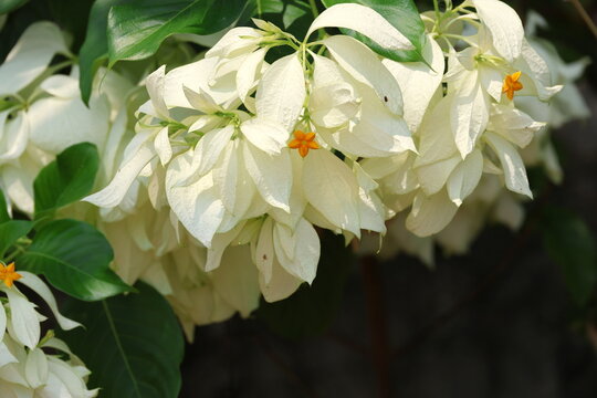 The true flower of Dora arora is small, star-shaped, orange bloom in center. Large white portion is actually bract. Flowers bloom in clusters at tips of branches.  Mussaenda philippica A. Rich. var. A