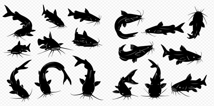 Set of black catfish silhouettes in various swimming poses, depicting different angles and movements of the freshwater fish.