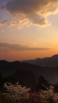 高照山さくらの里の桜林と聖山と朝日