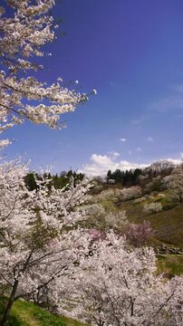 陸郷の山桜の桜吹雪
