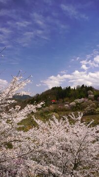陸郷の山桜と赤い屋根の民家