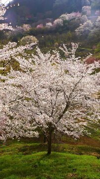 朝の陸郷の山桜