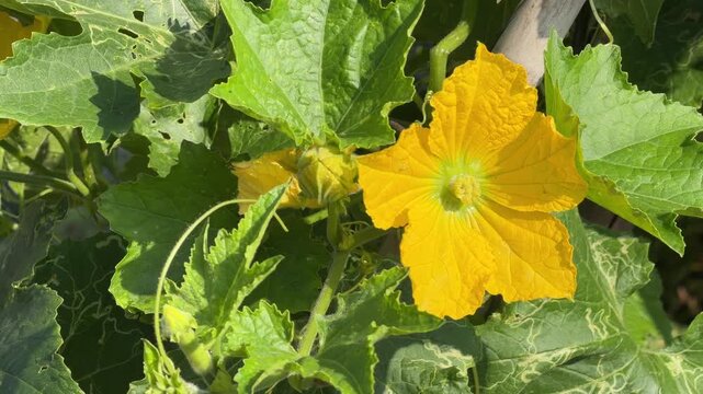 A luffa flower blooms among dense leaves near vertical support structures within a cultivated planting system showing seasonal flowering activity. Crop growing.