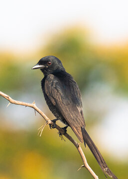 Black drongo bird perched on a twig