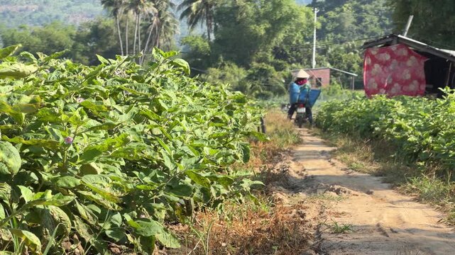 A farmer rides a motorbike along a narrow path beside rows of round eggplants across a cultivated agricultural field with hills and trees nearby. Agriculture work.
