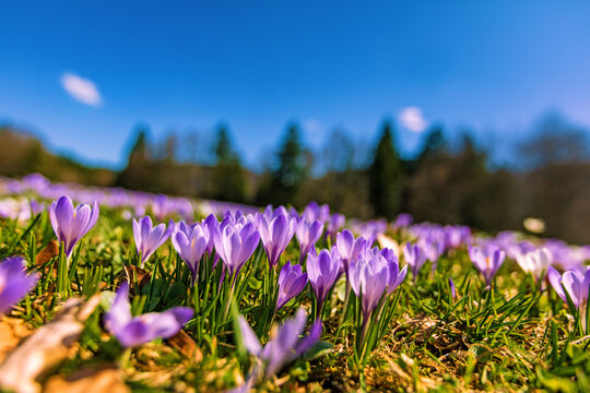 Krokusbl&uuml;te - Krokusse - H&uuml;ndle - Allg&auml;u - Oberstaufen - Fr&uuml;hling