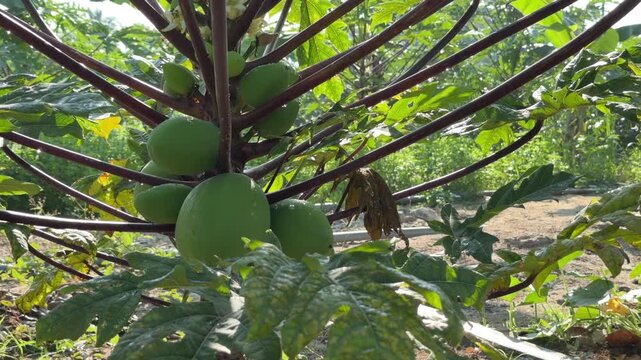 Multiple young papaya fruits develop along the trunk surface positioned close together within a structured plantation growing area. Crop cultivation.