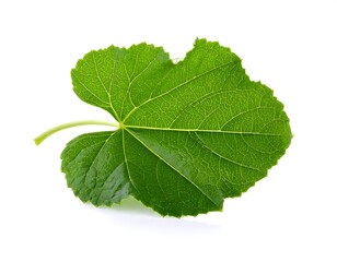 Fototapeta premium Single Green Leaf.