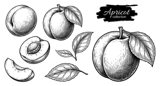 Apricot fruit and leaves in vintage engraving style