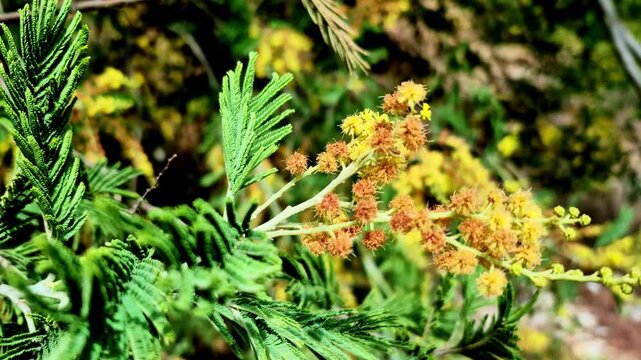 A detailed close-up of green feathery leaves and fading yellow-to-brown blossoms on a hillside tree in Mukteshwar, Uttarakhand, India, with a softly blurred forest backdrop.
