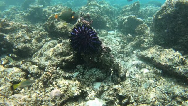 The crown-of-thorns starfish (Acanthaster planci) is a large starfish that preys upon hard, or stony, coral polyps (Scleractinia). It receives its name from venomous thornlike spines 